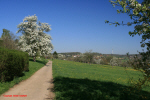 Birkach Osthang zum Fernsehturm_15.JPG (217468 Byte)